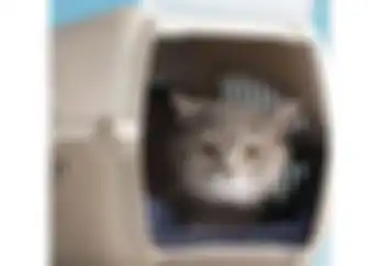 8 Agustus Hari Kucing Sedunia, Begini Tips Aman Bawa Kucing Saat Perjalanan Jauh Menggunakan Motor