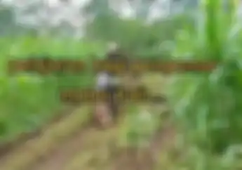 Miris Klub Motor Trail Nekat Terabasan di Kebun Jagung, Nenek Pemilik Kebun Menjerit Histeris