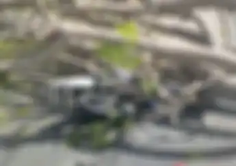 Pemotor Patah Tulang Tertimpa Pohon di Lombok Utara, Pakar Safety Riding: Ciri Pohon Rawan Tumbang Kelihatan