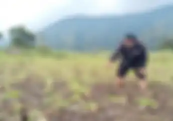 Cuma Tumbuh di 3 Tempat di Dunia, Bunga Edelweiss Rawa Rusak Dilindas Motor Trail di Ranca Upas