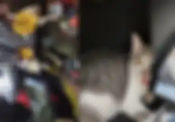 Ramai Kucing Diajak Mudik Lebaran Pakai Motor, Awas Risiko Dehidrasi Hingga Nyawa Melayang