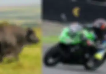 Spesialnya Sapi Brangus Untuk Kurban Harganya Setara Dua Unit Ninja ZX-25R