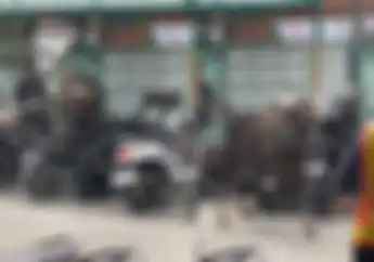 Sapi Kurban Idul Adha Seruduk Motor Pemilik Motor Bisa Menuntut, Ini Kata Pengacara