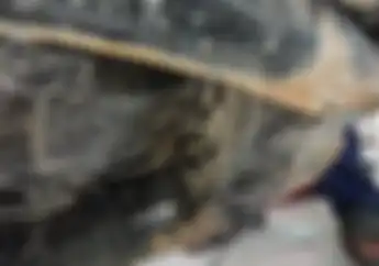 Pihak KNKT Jelaskan Risiko dan Bahaya Bawa Motor Rangka Keropos