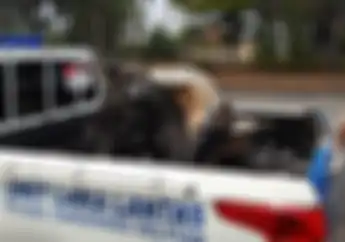 Diduga Adu Banteng, Moge Ratusan Juta Terbakar Usai Hantam Honda BeAT di BSD
