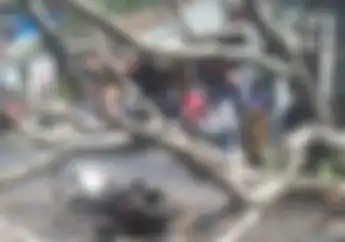 Tidak Ada Angin Tidak Ada Hujan Pohon Tumbang di Lembang, Timpa Pengendara Motor Hingga Tewas