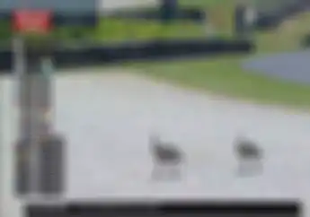 Perkara Burung Camar Nyebrang, FP2 Moto2 Australia 2023 Ditunda Hingga Red Flag Berkibar