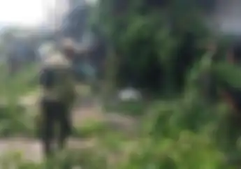 Honda BeAT Tertimpa Pohon Tumbang di Jakarta Pusat Pemotor Meninggal Dunia di Tempat