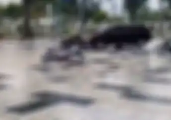 Kata Walikota Medan Bantah Jalan Licin Viral Pakai Keramik WC Tapi Karena Hal Ini