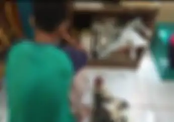 Bikin Ngakak Maling Tukar Motor Suzuki Satria FU dengan Ayam Jago, Pelaku Langsung Kocar-kacir