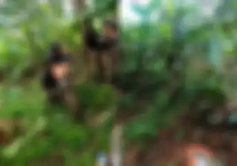 Video Motor Trail Terabas Kebun Pisang di Bandung Sampai Rusak, Panitia Bakal Tanggung Jawab