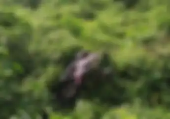 Rem Blong Renggut Nyawa Nurmalasari, Motor Terperosok Masuk ke Hutan