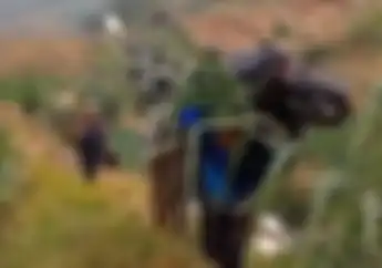 Ngeri Honda BeAT Dipanggul Satu Orang Usai Terjun Bebas di Daerah Dieng