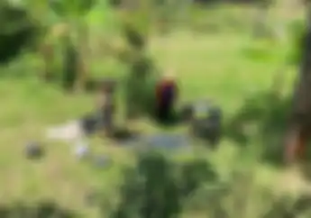 Honda Vario Rem Blong Pasangan Muda-Mudi Terjun ke Sawah di Jalur Maut Sarangan