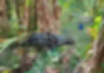 Sedih Efek Honda Vario Rem Blong Masuk Semak-Semak di Bali Satu Korban Tewas Mengenaskan