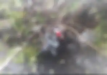 Waspada Musim Hujan, Motor Kamu Tertimpa Pohon Tumbang? Begini Cara Memperoleh ganti Ruginya
