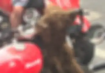 Dicuci Pakai Apa Sampai Motor Ini Dikerubuti Lebah? Cek Videonya