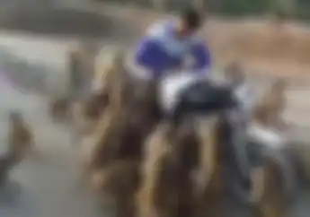 Video Detik-detik Pengendara Motor Dibegal Puluhan Monyet, Ternyata Ini Penyebabnya