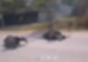 Detik-detik Naik Motor Zig-zag, Pengendara Ini Tiduran di Aspal Usai Adu Banteng