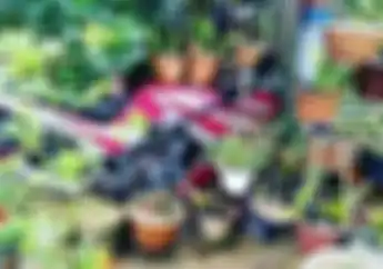 Harta Karun Gak Ternilai, Kawasaki Ninja 150 Mulus Cuma Buat Tempat Pot Bunga