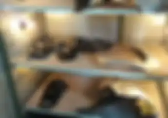 Baru Tahu, Ternyata Seperti Ini Cara yang Benar Mengecat Bodi Motor Berbahan Kulit Jeruk