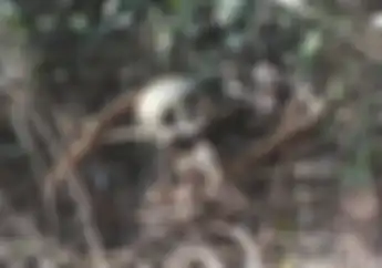 Gempar... Penemuan Tumpukan Tulang Belulang dan Tengkorak Manusia di Bakal Lokasi Motocross Bali