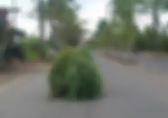 Bahaya Banget... Pemotor Tertutup Rumput, Enggak Ketahuan Mau Belok Kiri atau Kanan