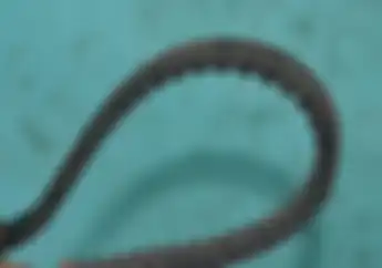 Awas, Begini Ciri-ciri Vanbelt Motor Matic Enggak Lama Lagi Putus