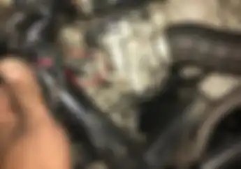 #NgoprekSantuy, Motor yang Jarang Dipakai Selama Pandemi Virus Corona Bisa Jadi Sarang Tikus, Begini Cara Mencegahnya