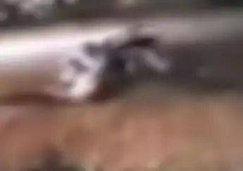 Video dari CCTV Bagaimana Geng Motor Menghabisi Korbannya