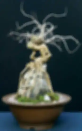 Trik Membuat Bonsai pada Batu, Siapkan Potongan Selang Plastik, Begini Caranya!