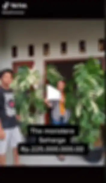 Tanaman hias Monstera Variegata yang laku terjual Rp 225 juta.