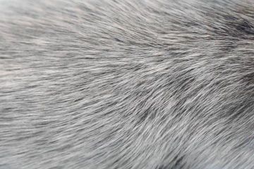 Para peneliti di UAB dan NIH melaporkan bahwa hilangnya pigmentasi rambut, atau uban, terkait dengan aktivasi kekebalan bawaan pada tikus.