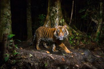 Kebakaran Hutan dan Lahan, Harimau Sumatera Cemaskan Warga Sekitar Belantara
