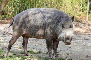 Babi berjanggut Kalimantan