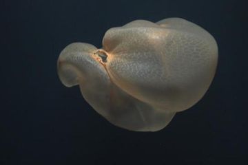 Deepstaria enigmatic
