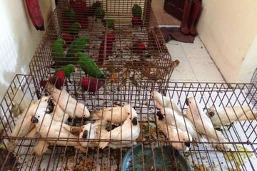 Burung-burung yang berhasil disita dirumah pelaku.