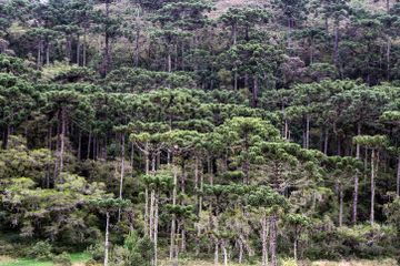 Hutan Araucaria, 'Fosil Hidup' yang Ditanam Manusia Kuno Amerika