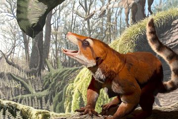 Cifelliodon wahkarmoosuch
