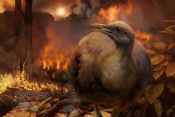 Menurut peneliti, spesies burung yang selamat dari kepunahan massal adalah mereka yang tidak bisa terbang.