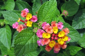 テンベレカンの花