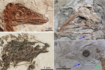 Para arkeolog menemukan fakta bahwa tulang hyoid T-rex mirip dengan buaya.