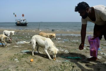 Kisah Nelayan Muslim Pakistan Memberi Makan Anjing-anjing Terlantar
