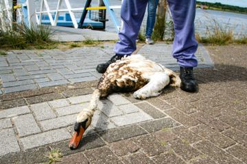 Ratusan Burung Mengalami Luka Setelah Terkena Tumpahan Minyak