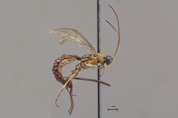 Calistoga crassicaudata.