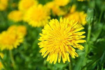 Secangkir Teh Dandelion Sebelum Tidur Ternyata Bisa Cegah Penuaan Dini, Lo!