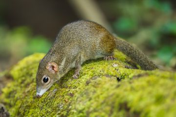 Tupai atau tree shrew mampu mengonsumsi makanan pedas.