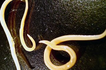 Cacing Gelang Hidup Kembali Setelah Membeku Selama 40 Ribu Tahun