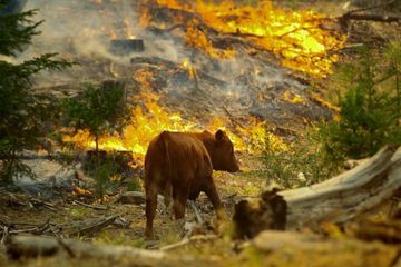 Seekor anak sapi saat kebakaran hutan melanda California. 