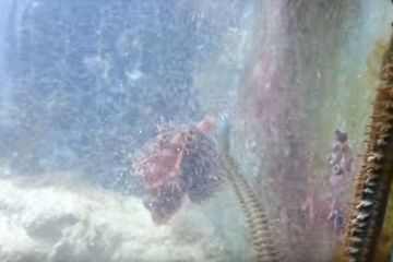 NGERI! 2 Tahun Tak Disentuh, Akuarium Ini Diisi Predator Laut Raksasa yang Bikin Merinding